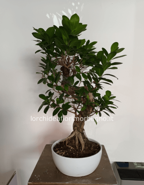Ficus ginseng