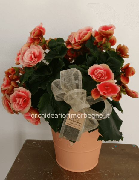 Begonia con vaso in latta
