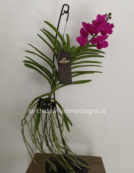 ORCHIDEA VANDA