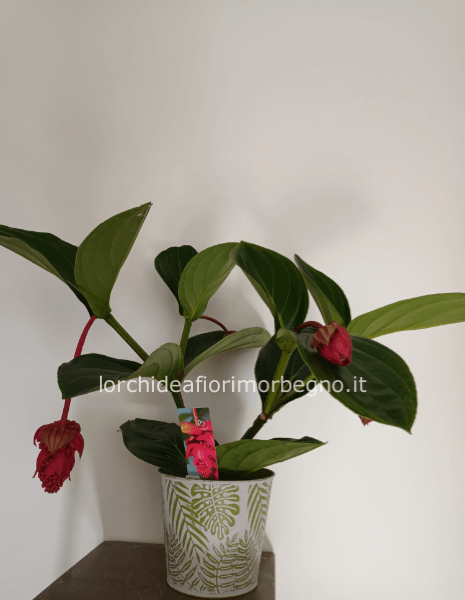 Medinilla flamenco