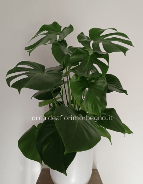 Philodendro Monstera