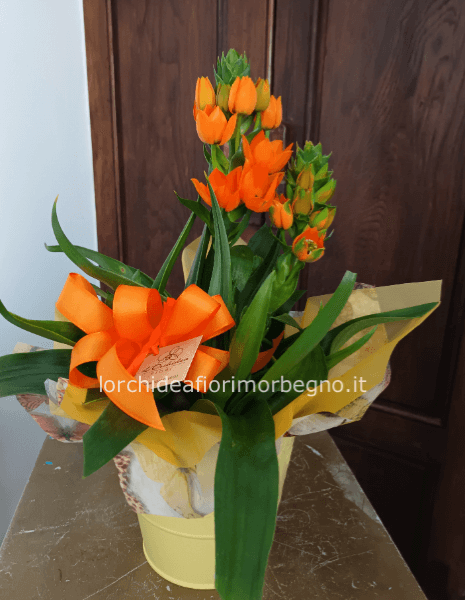 Ornitogallo con vaso in latta