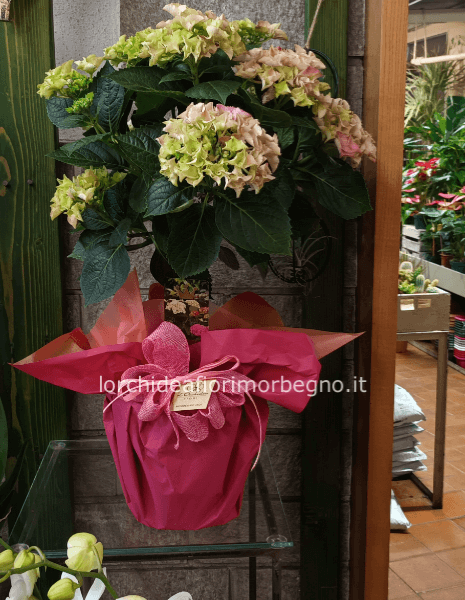 Ortensia ad Alberello