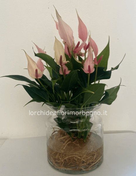 Anturium in idrocoltura