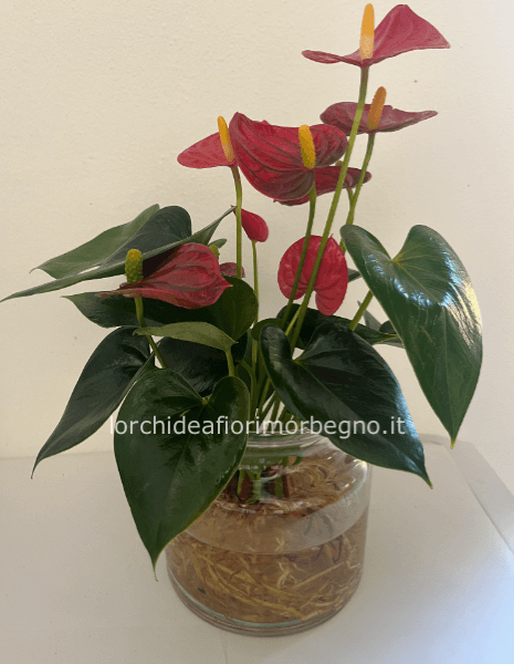 Anturium in idrocoltura con vaso in vetro rossa
