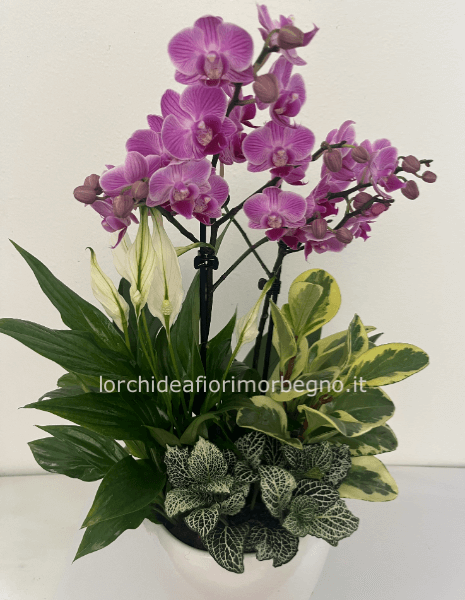 Composizione piante d´appartamento 