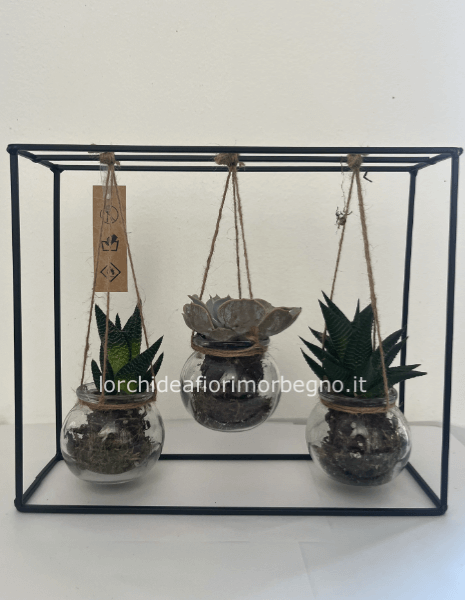 Composizione di cactus appesi grande