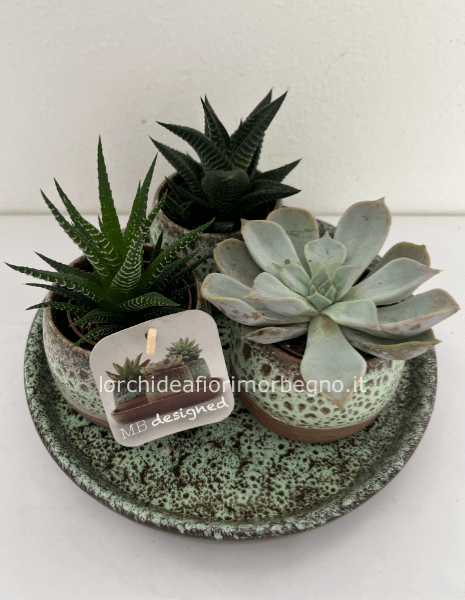 Centrotavola di piante grasse
