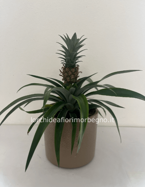 Pianta di ananas con ceramica 
