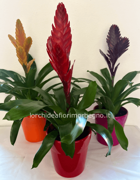 Bromelia con vaso di ceramica