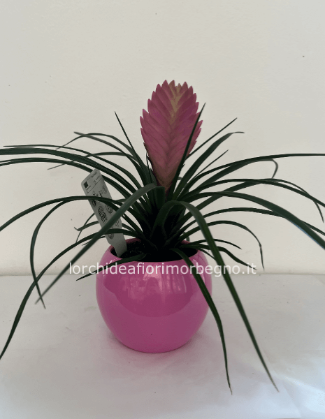 Bromelia piccola con ceramica
