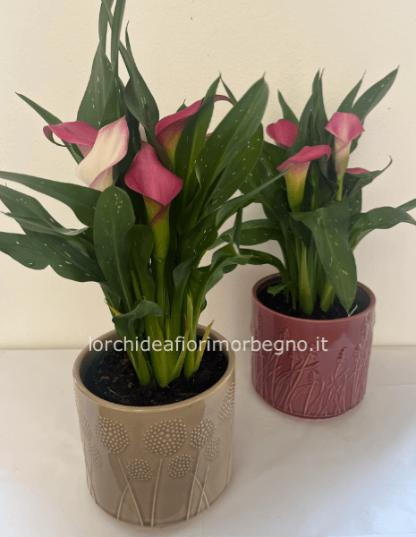 Calla con vaso in ceramica decorato