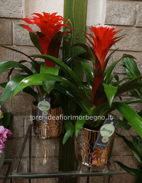 Bromelie con vaso natalizio