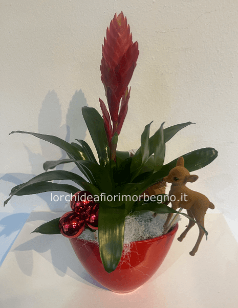 Bromelia con ceramica
