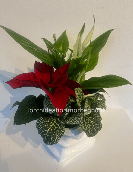 Piccola composizione con stella di natale