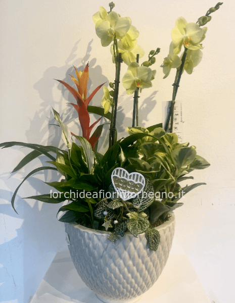 Composizione piante d´appartamento