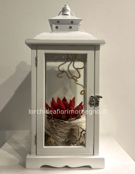  Echeveria in lanterna