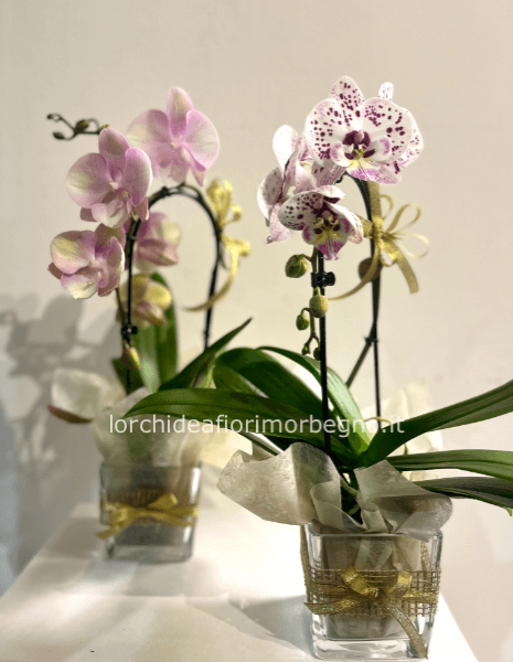 Piccola orchidea ad arco