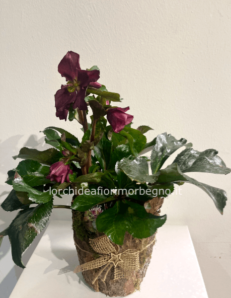 Elleboro winter roses