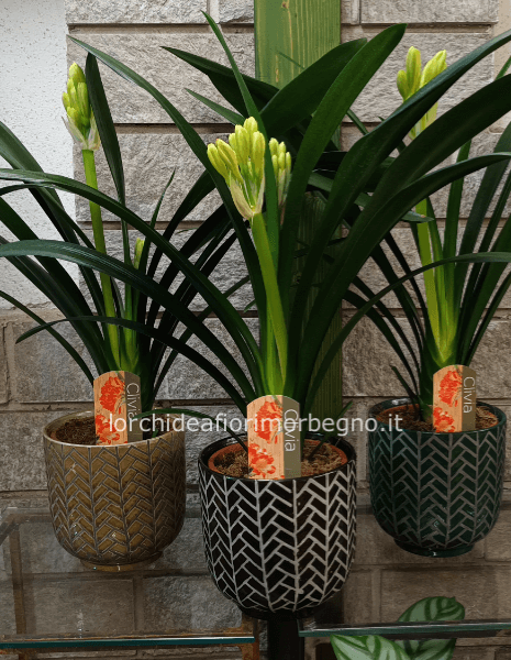 Clivia