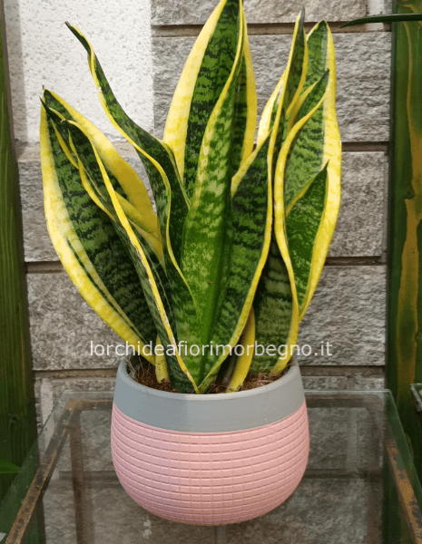 Sanseveria con coprivaso in ceramica