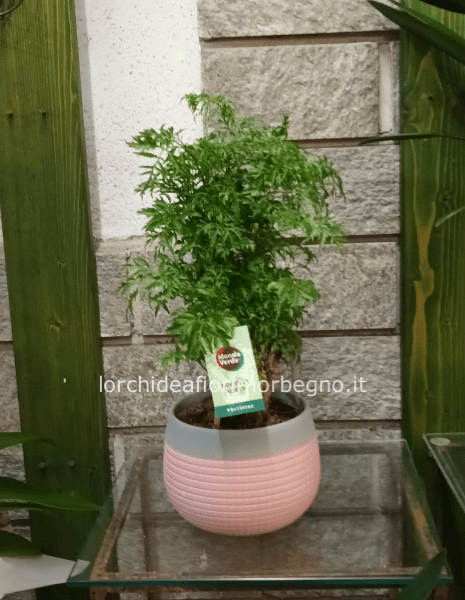 Polyscias con vaso in ceramica