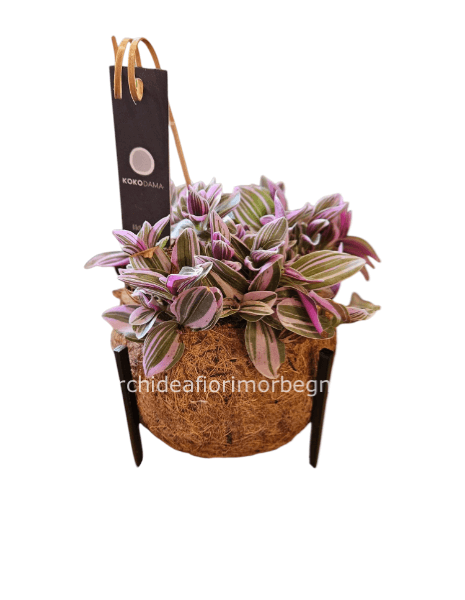 kokodama su struttura