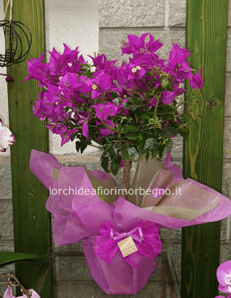 Bouganville Alberello