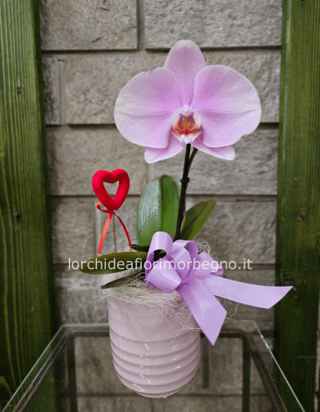 Orchidea phalenopsis one