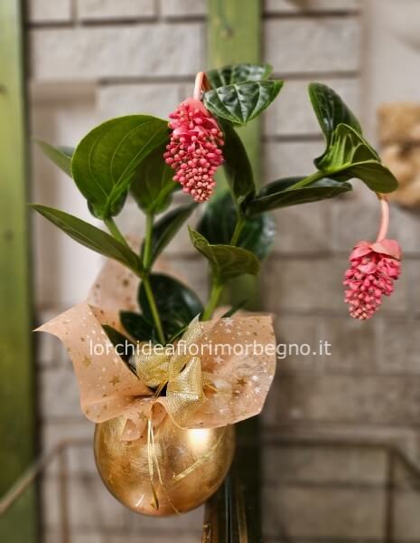 Pianta di medinilla con vaso vetro satinato