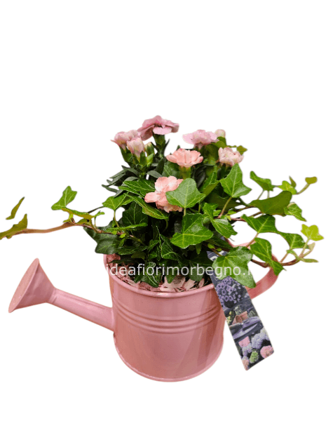 Composizione di piante Innaffiatoio