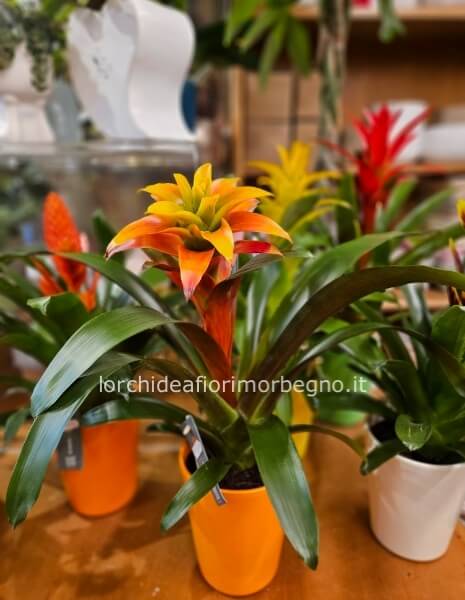 Bromelia