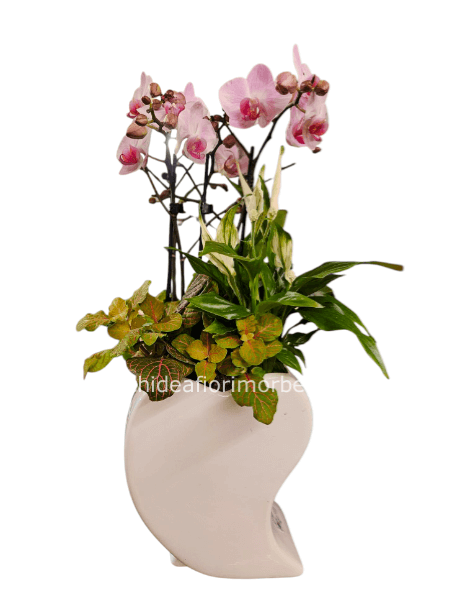 Composizione piante miste