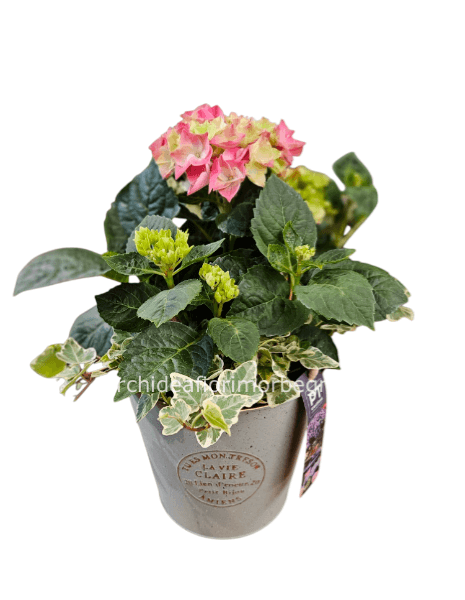 Composizione ortensia in secchio di latta