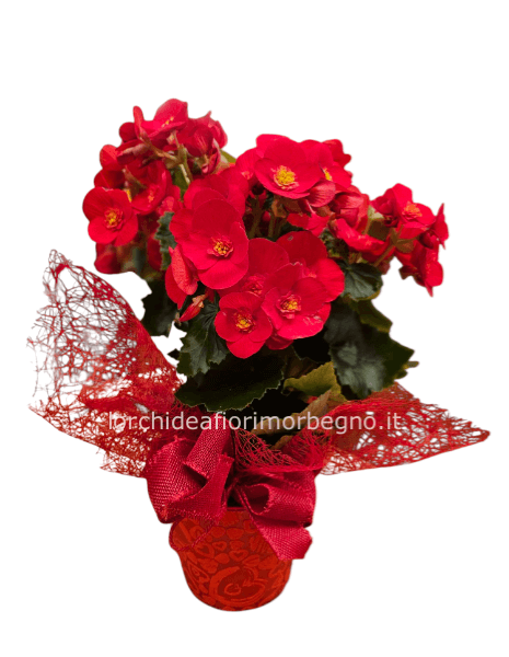 Begonia con coprivaso stampa cuori