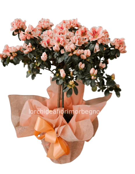 Azalea ad alberello