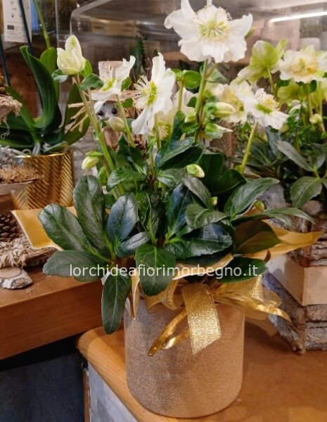 Helleboro bianco con coprivaso ceramica dorata
