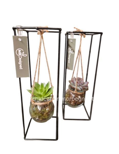 Cactus appeso su struttura 