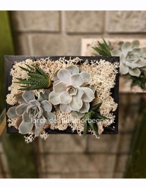 Composizione di piante succulente in cornice